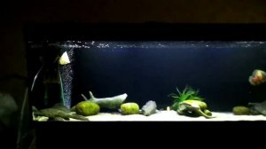 Аквариум 800л Арована Цихлиды