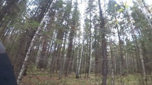 Охота на зайца с эстонской гончей по чернотропу 2 октября 2022