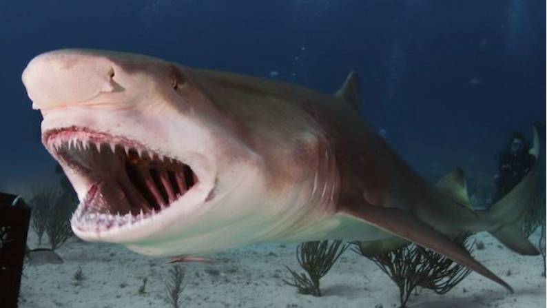 Лимонные акулы. Охота лимонных акул. смотреть онлайн