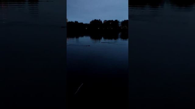 Бобры (Castor fiber). Ночная прогулка на Щукинский полуостров. Май, 3:51 утра по московскому времен