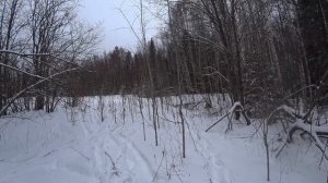 Охота на зайца с эстонской гончей 15 декабря 2021г