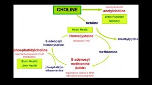 What Is Choline?