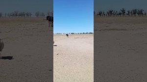 Кони Лошади.Овцы пришли попить воду