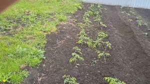 Прополка и Окучивание ПОМИДОР в Открытом Грунте!!! Делаю БОРОЗДУ для Поливки ПОМИДОР!!! 10.6.24г