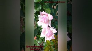 Троянди: Сола, Софі Роша, Кутюр Роуз Тілія, Тьєррі Маркс, Маурітія, Катрін.