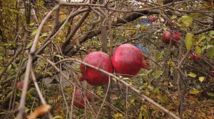 Гранат в Крыму в Ноябре.