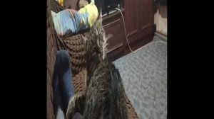 видео где кот моется после дождя