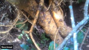 bakalan bonsai SERUT/STREBLUS ASPER BABON