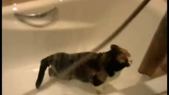 котэ любит воду.wmv смотреть онлайн