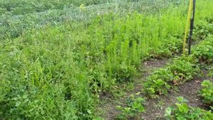 Заросла клубника. Прополка. Бахча.