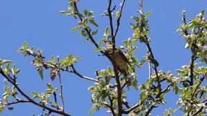 Песня соловья .