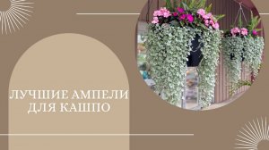 Лучшие ампели для кашпо 🌿