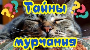 Тайна мурчания кошек. Магия и секреты мурлыкания