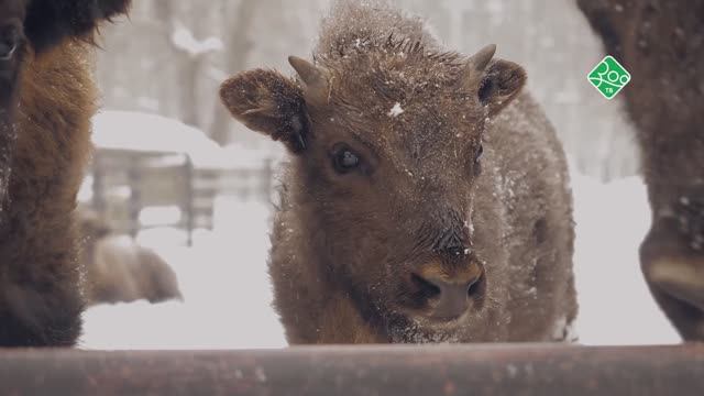 Зубры в Окском государственном природном биосферном заповеднике смотреть онлайн