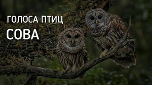 Сова | Голоса птиц