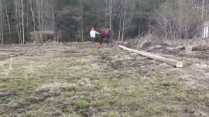 Владимирский тяжеловоз. Трелевка леса. Vladimir draft horse farming