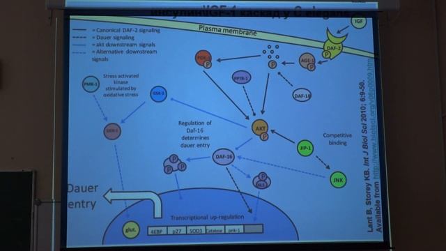 Фенюк Б. А. - Геронтология - 4. Долголетие