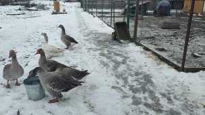 Воду гусям в баке надо менять очень часто, они любят пить и купаться ☝ Отвечаю на комментарии🤔