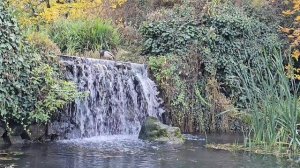 Птица созерцает прекрасное🙂Чудесная спокойная музыка 🎼