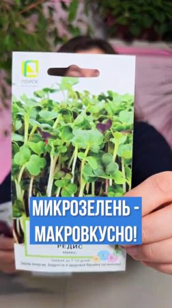 Выращиваем микрозелень круглый год!