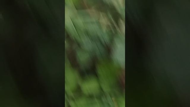 Вот такие перцы!