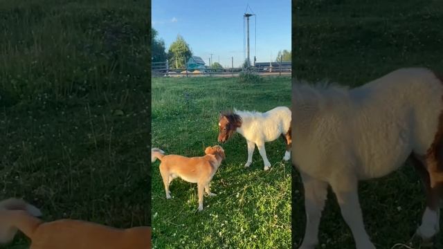 Рубрика "Из жизни" #жиза #собака #любовькживотным #прикол #питомцы #goldenretriever #приколы #funny