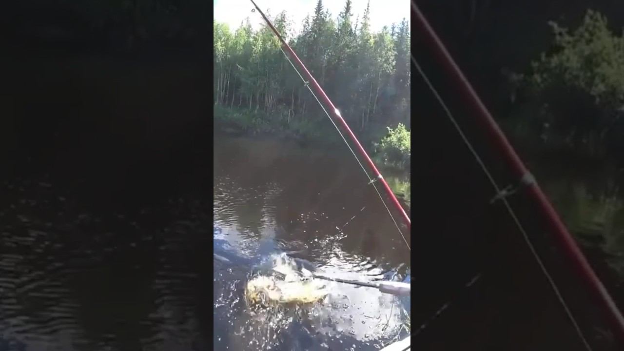 щука а садке мастера смотреть онлайн