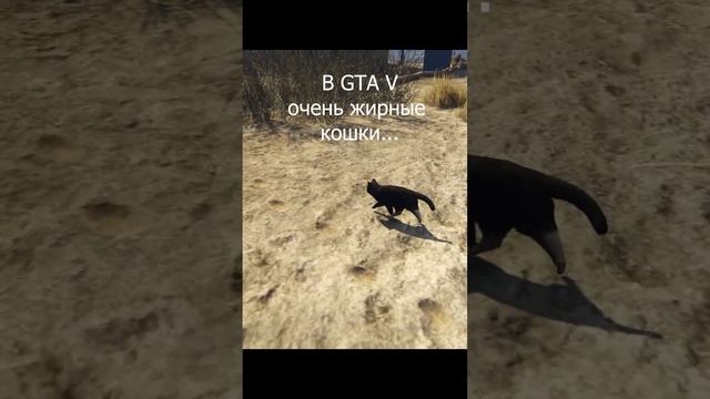 В GTA V жирноватые коты #shorts #gta5 #gta #games #прохождение #cat