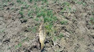 охота с рогаткой