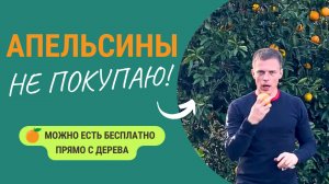 Апельсины🍊 теперь не покупаем! Зачем покупать, если они растут и никому не нужны