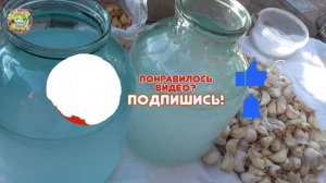 Погода испортилась! Но мы Озимые Чеснок и Лук ПОСОЛИЛИ и ПОСАДИЛИ!