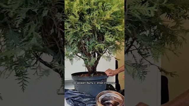 Этапы формирования бонсай. Часть 2