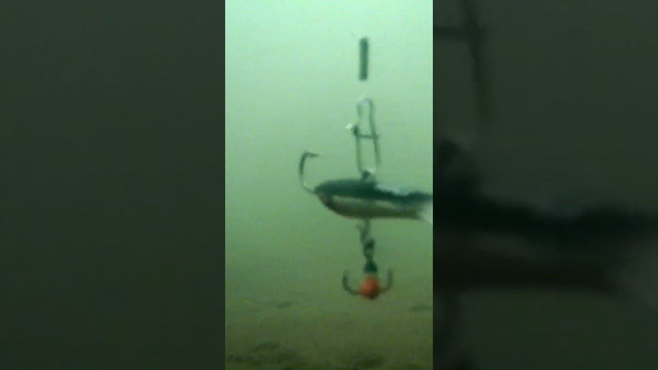 окунь играет с балансиром смотреть онлайн