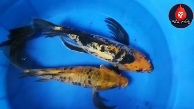 koi carp fish sinhala смотреть онлайн