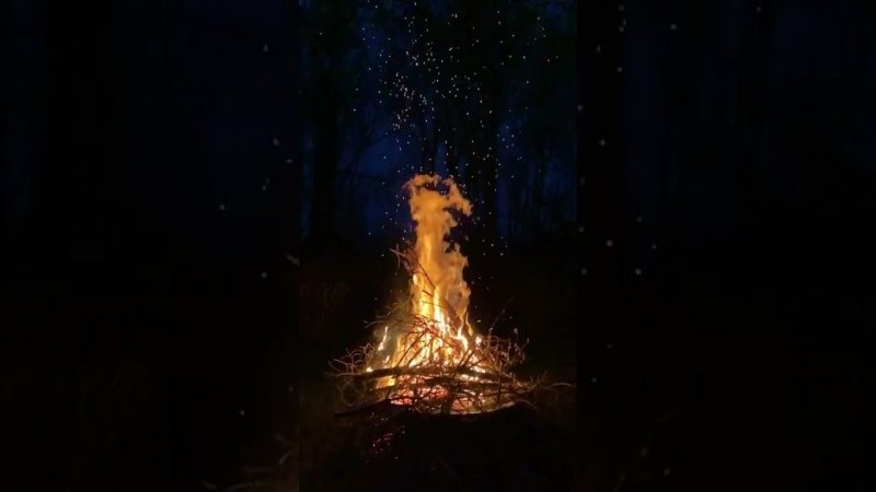 Bonfire in the forest