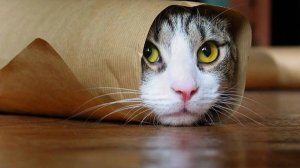 Попробуй не засмеяться