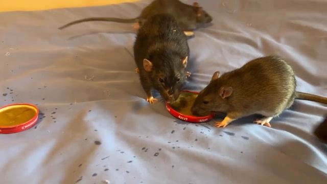 Как же весело с крысами! 🔥 #rat #animal #животные #крысы #крысята