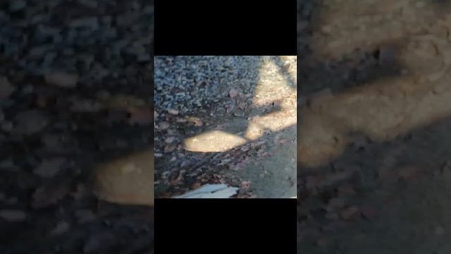 VID_20241117_134456.mp4