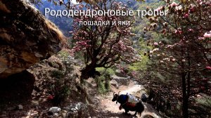 Лошадки и яки на рододендроновой тропе ... Horses and yaks on the rhododendron trail