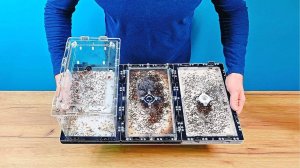 ГИГАНТСКАЯ колония ТРОПИЧЕСКИХ муравьев Myrmicaria brunnea! Первый обзор необычного вида