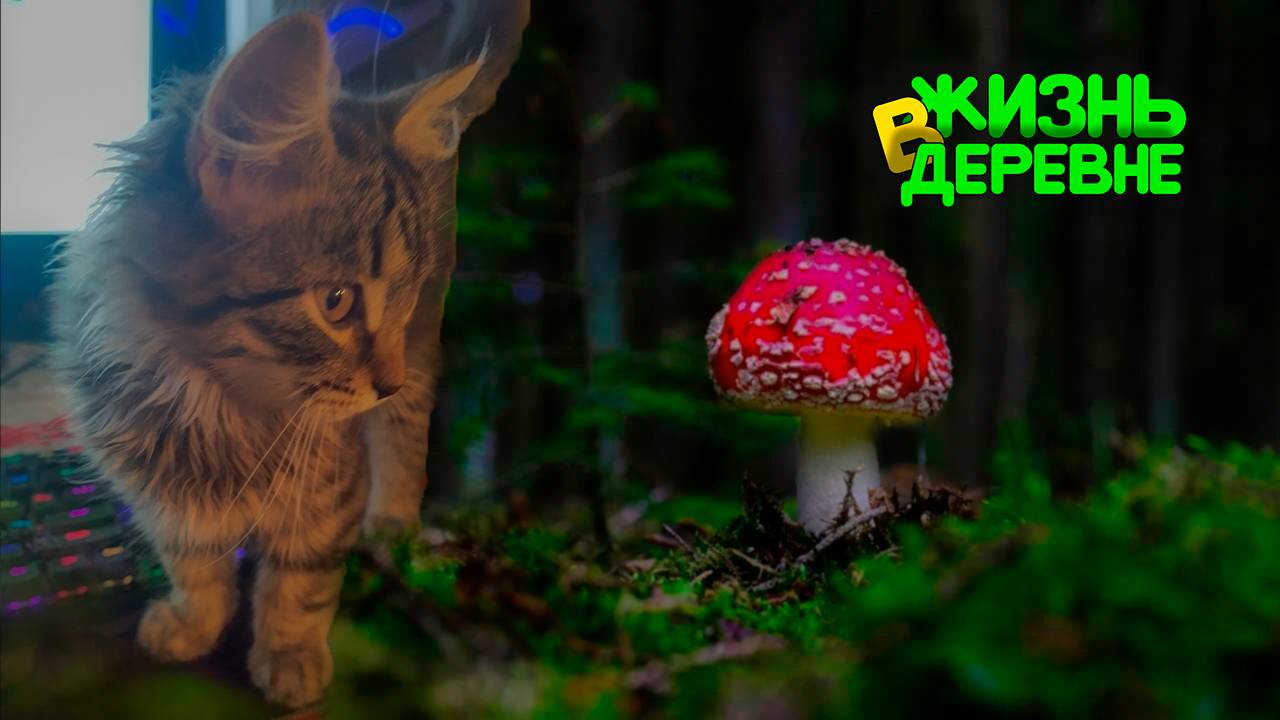 Кот и последние мухоморы