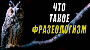 Что такое фразеологизм? Можно ли фразеологизм понимать буквально