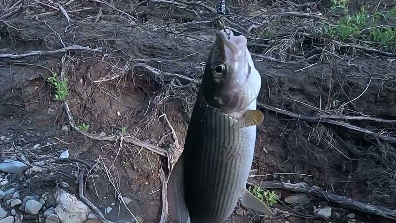 Ловим Хариуса на лесной речке. Медведь-домушник сломал избу. смотреть онлайн