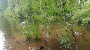 Утки плавают в пруду