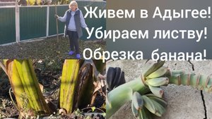 Живем в Адыгее/Обрезаем банановую пальму на зиму/Не успели созреть/