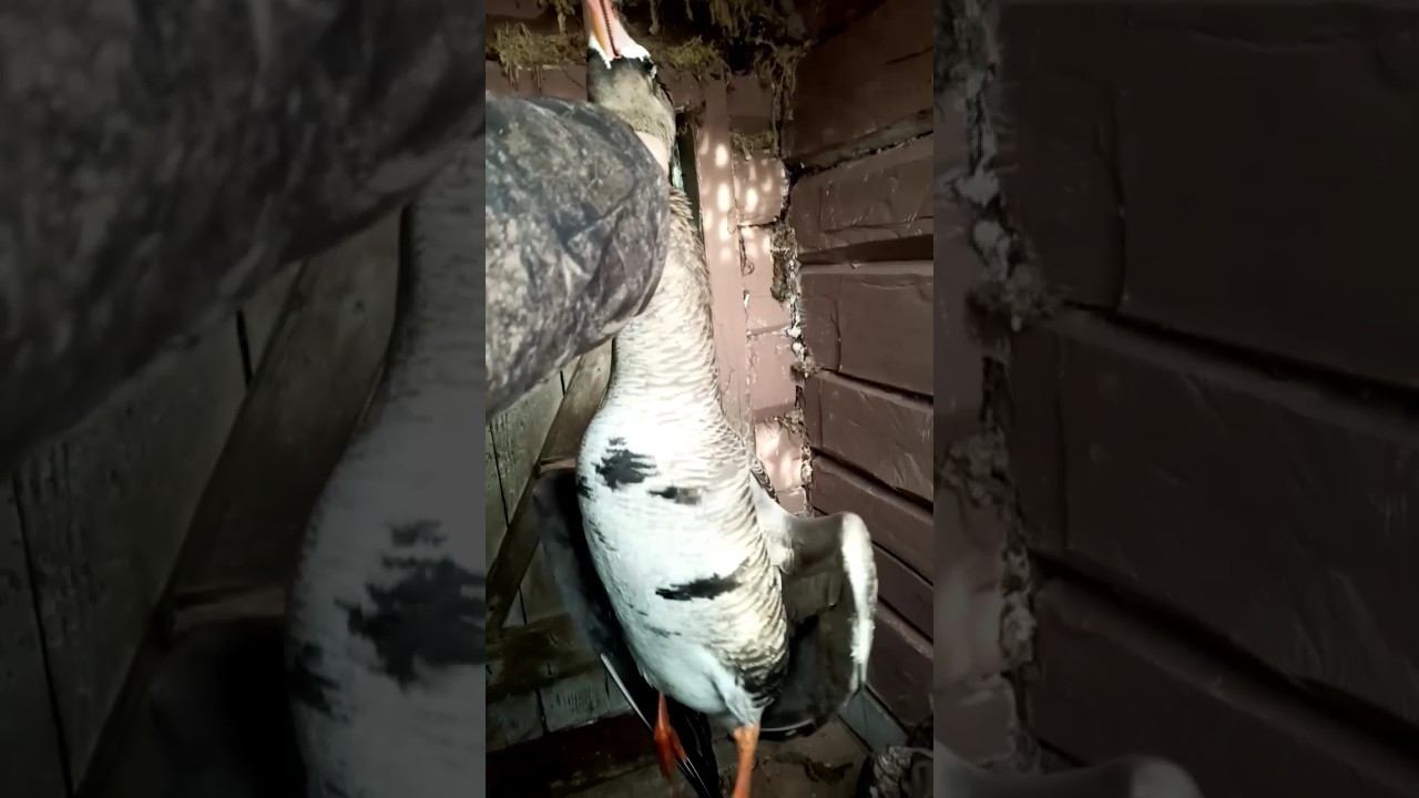 трофейный смотреть онлайн