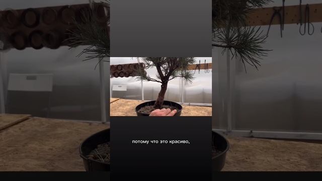 Этапы формирования бонсай. Часть 1