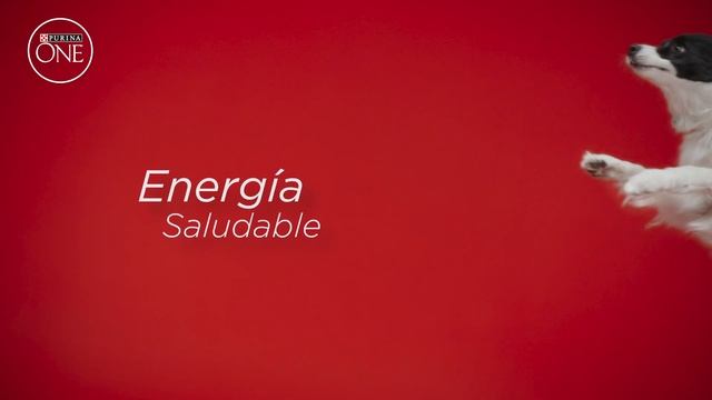 Una mascota visiblemente más saludable en 28 días con Purina ONE® смотреть онлайн