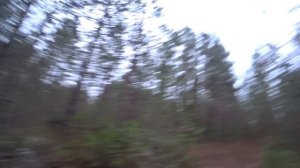 Осенняя охота по боровой в Ленинградской области