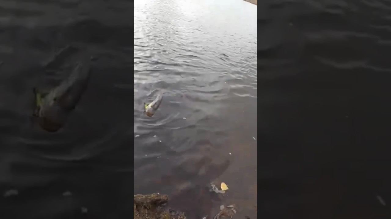 щука на джиг смотреть онлайн